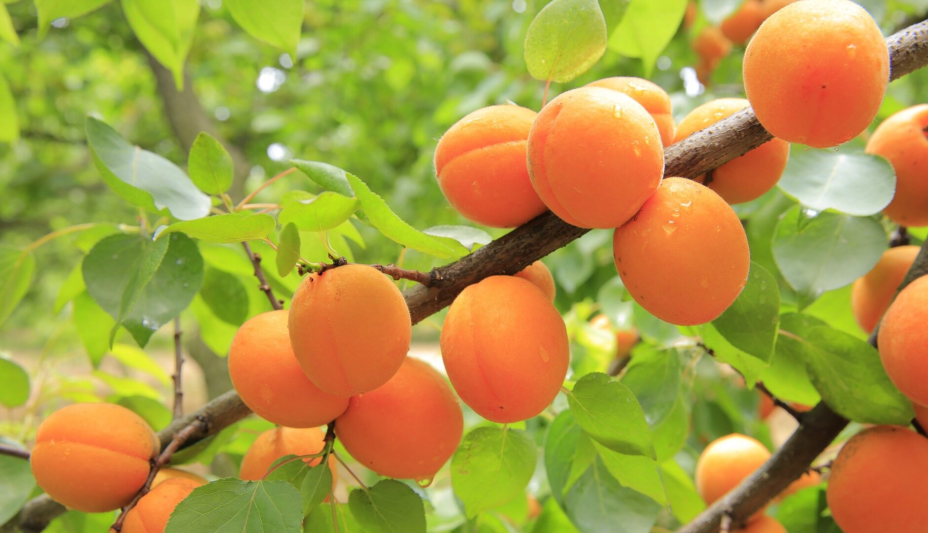 Apricots